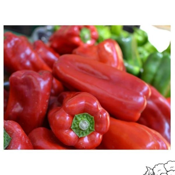 imgi_45_183600958_507762980363868_3868471741192180015_nfull